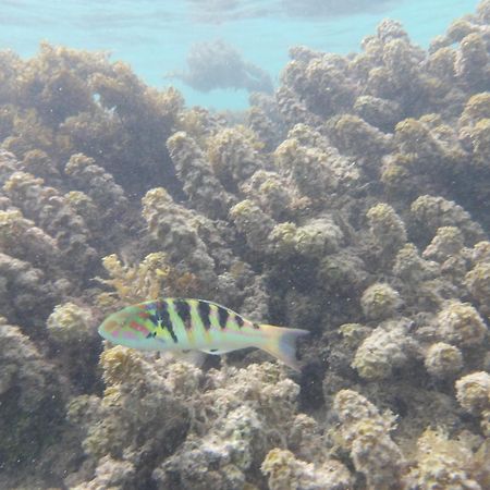Catamaran Amaya - Sejour Insolite Sur Le Lagon De Moorea Hauru Extérieur photo