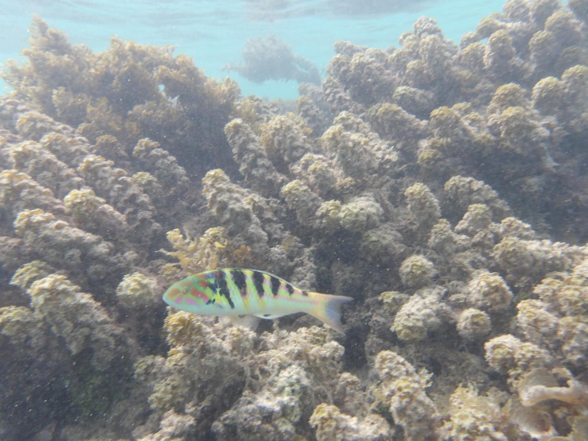 Catamaran Amaya - Sejour Insolite Sur Le Lagon De Moorea Hauru Extérieur photo